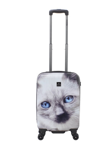 Saxoline Spinner in Cat