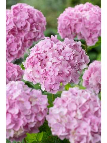 GARDENZO 3er-Set: Hortensie (Hydrangea macrophylla) in Rosa