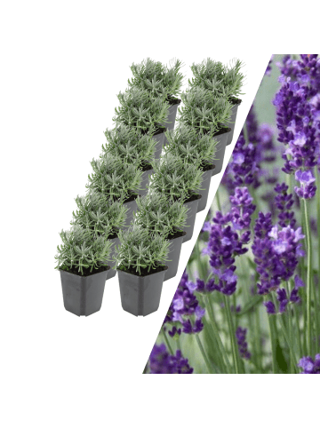 NatureNest 12 Lavendelpflanzen  Lavandula angustifolia 'Hidcote'  