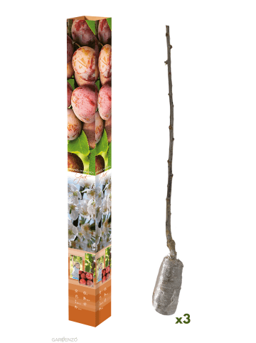 GARDENZO 3er-Set: Pflaume Opal Obstbäume in Bunt