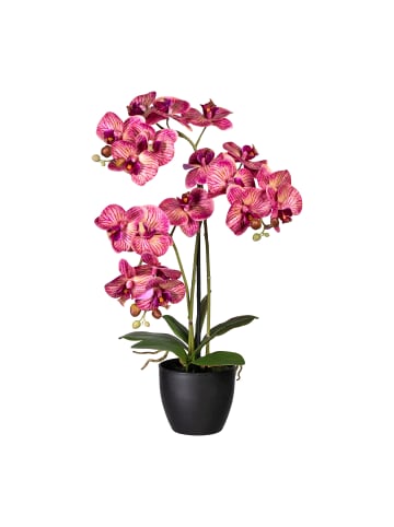 Creativ green Deko-Orchidee Phalaenopsis in creme-lila