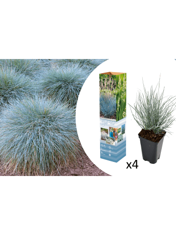 GARDENZO 4er-Set: Festuca Glauca Elijah Blue in Blau