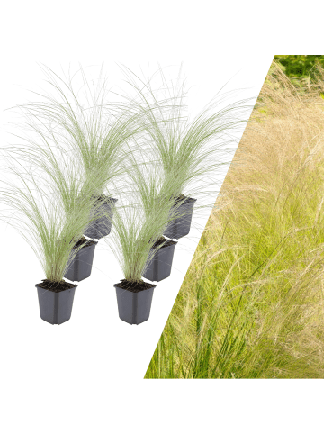 NatureNest 6 Federgraspflanzen  Stipa tenuissima 'Ponytails' 