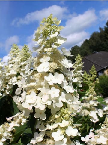 GARDENZO 3er-Set: pan. 'Kyushu' Hortensien in Weiß