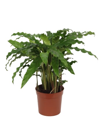 MeinVIPShop Calathea blue grass 40 cm Zimmerpflanze