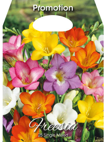 MeinVIPShop 50 x Freesien bunte Mischung Blumenzwiebeln