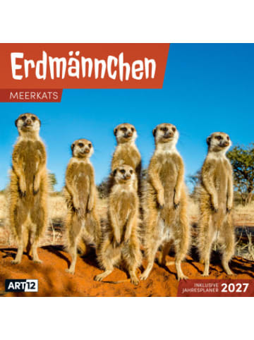 Ackermann Kunstverlag Kalender - Erdmännchen Kalender 2027 - 30x30 - Art12