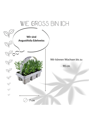 NatureNest 12 weiße Lavendelpflanzen - Lavendel angustifolia Edelweiss