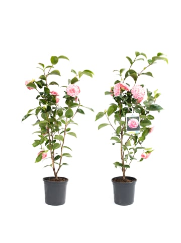 GARDENZO 2er-Set: Kamelienstrauch Japanische Rose" XL