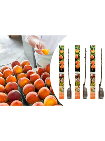 GARDENZO 3er-Set: Pfirsich Redheaven Obstbäume in Bunt