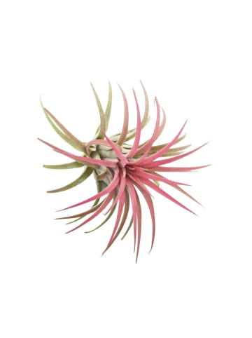 MeinVIPShop Bezaubernde Kombination aus Seeigelgehäuse und Tillandsia 2 er Set rosa