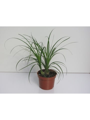 exotic living Echte Pflanze Australischer Flaschenbaum Palme