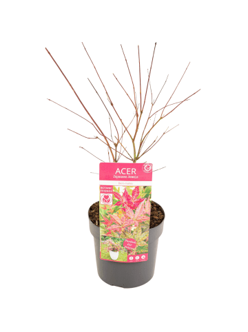 NatureNest Acer palmatum Beni maiko Ahornpflanze in Rot Topf 19 cm Höhe 50 cm