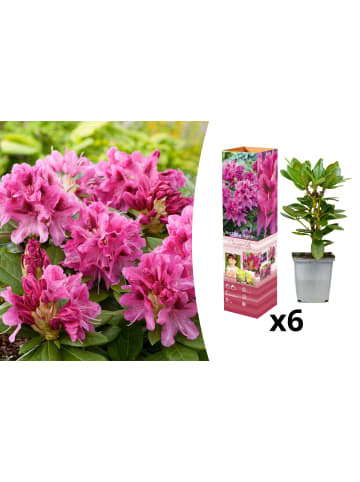 OH2 6er-Set: Rhododendron Cosmopolitan in Rosa