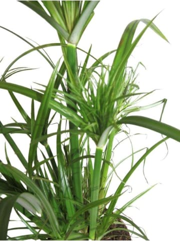 MeinVIPShop Papyrusgras Zimmerpflanze XXL 60 cm hoch Palme ECHTE Pflanze