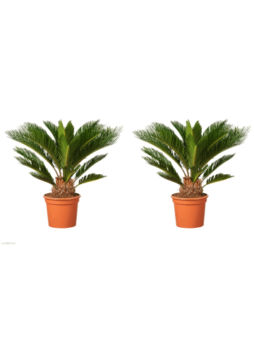 GARDENZO 2er-Set: Japanische Cycas-Palme