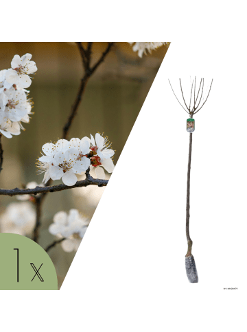 NatureNest Prunus triloba Mandelbaum in Rosa