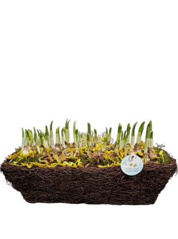 MeinVIPShop Wunderschönes Arrangement aus bunten Frühlingsblumen 44cm XXL