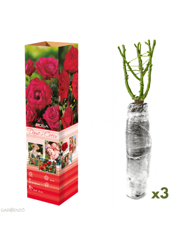 GARDENZO 3er-Set: Großblütige Rosen Rosen in Rot