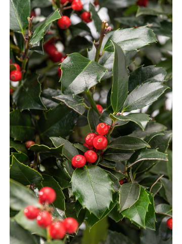 GARDENZO 3er-Set: Ilex meserveae 'Blue Maid'