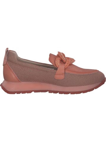 Hispanitas Mokassins in CORAL