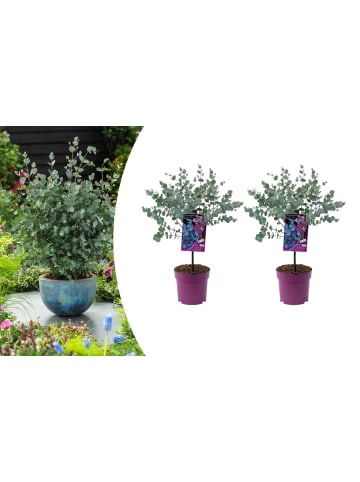 GARDENZO 2er-Set: Eukalyptus gunnii Azura am Stamm