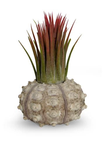 MeinVIPShop Bezaubernde Kombination aus Seeigelgehäuse und Tillandsia rosa 1er Set