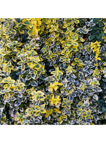 NatureNest 6 Euonymus Emerald n Gold Pflanzen in Grün Topf 9 cm Höhe 15 cm