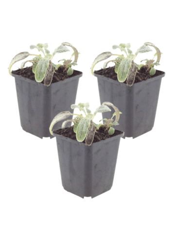 NatureNest 3er: Set Stachys byzantina Silver Carpet Pflanzen in Grau