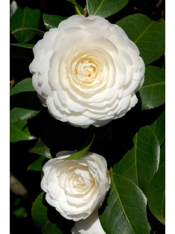 GARDENZO Mix Set Kamelienstrauch XL P19 "Japanische Rose" 65-80 cm in Rosa und Weiß