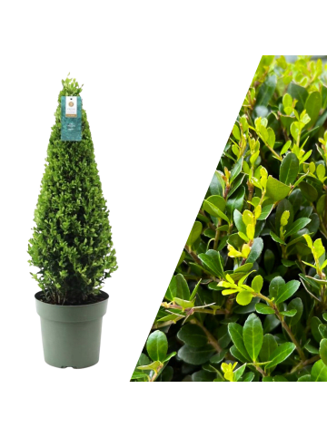 NatureNest Echte Stechpalme pyramidenförmig  1x Ilex crenata 'Jenny' pyramidenförmig  