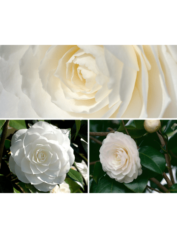 GARDENZO Kamelienstrauch XL P19 "Japanische Rose" 65-80 cm in Weiß