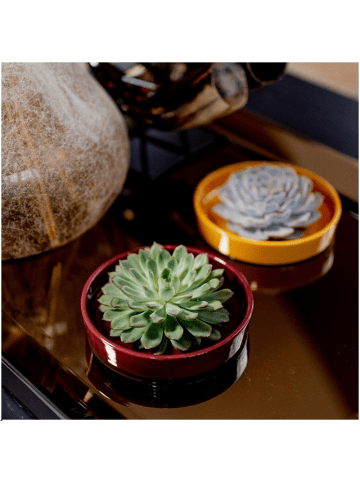 NatureNest 1 Sukkulente Echeveria Lilacina in Lila Topf 12 bis 14 cm Höhe 5 cm