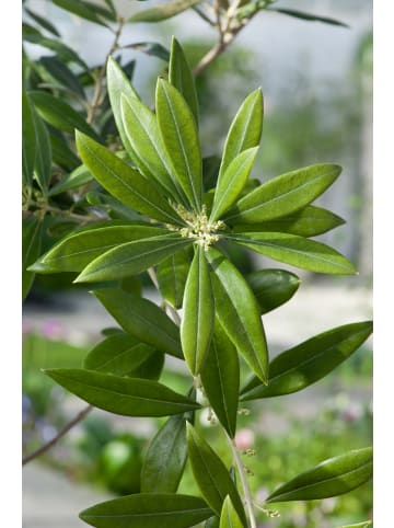 GARDENZO 2-er: Set Olivenbäume winterhart auf Stamm mittel