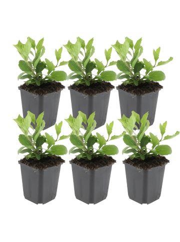 NatureNest 6 Aster ageratoides Asran Pflanzen in Grün Topf 9 cm Höhe 15 cm