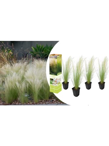GARDENZO 4er-Set: Stipa Zwerg-Federgras