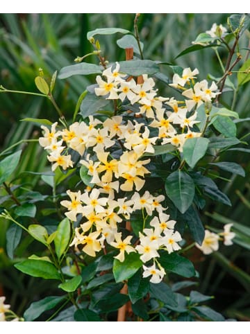 GARDENZO Sternjasmin gelb 110-120cm 2L Topf