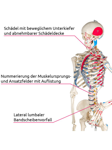 tectake Anatomieskelett, lebensgroß, beweglich, mit Rollständer
