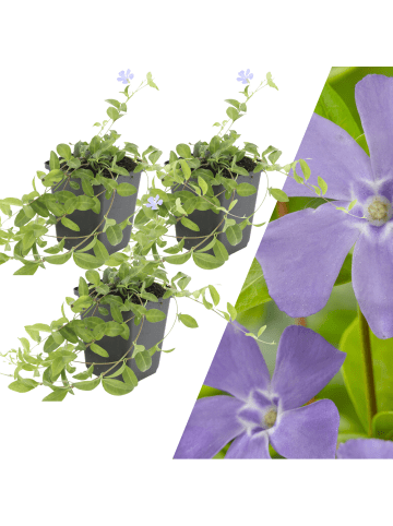 NatureNest 3 Blaue Immergrün pflanzen  Vinca minor 