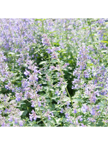 NatureNest Katzenminze Walkers Low Set 12 Nepeta winterhart