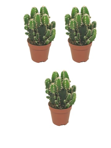 MeinVIPShop 3 x Felsenkaktus Zimmerpflanze