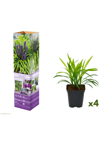 GARDENZO 4er-Set: Leliengras Liriope Muscari in Lila