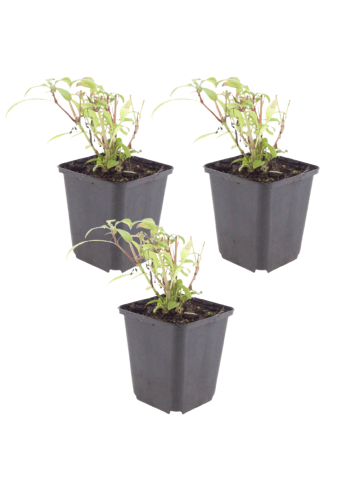 NatureNest 3er-Set: Centranthus ruber Staude winterhart in Rot