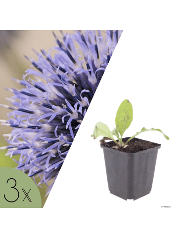 NatureNest 3er: Set Echinops ritro Pflanzen in Blau