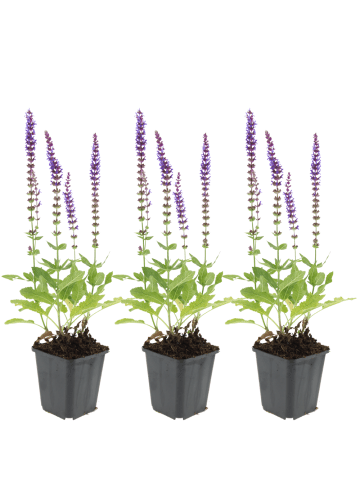 NatureNest Salbei Ostfriesland Set 3 Salvia nemorosa