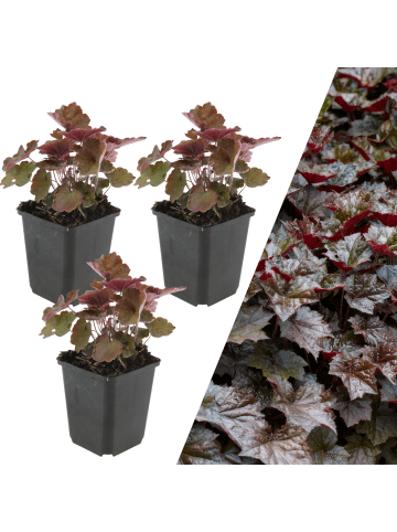 NatureNest 3 Purpurglockenblumen Pflanzen  Heuchera micrantha 'Palace Purple'  