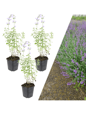 NatureNest 3 Katzenminze Pflanzen  Nepeta 'Walker's Low' 