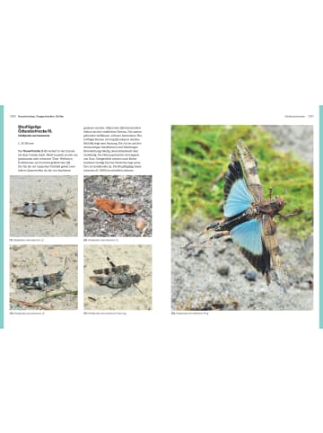 BLV Das große BLV Handbuch Insekten | Über 1360 heimische Arten, 3640 Fotos