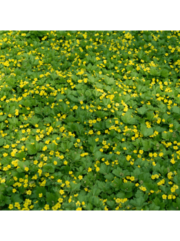 NatureNest 6 Waldsteinia ternata Pflanzen in Gelb Topf 9 cm Höhe 15 cm
