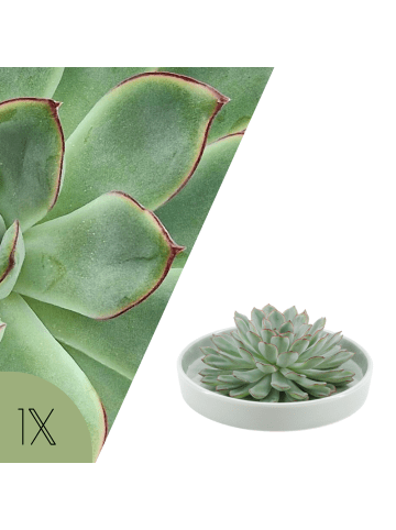NatureNest Echeveria Pulidonis Sukkulente in grüner Schale